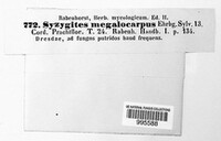 Syzygites megalocarpus image